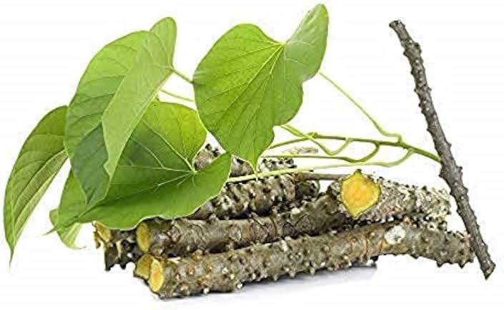 SGP Natural Giloy Neem Fresh Plant Stems Sticks Bel (9-inch) Set of 12