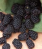 2 Apache BlackBerry Plants - 2 Year All Natural Grown - Ready for Fall Planting