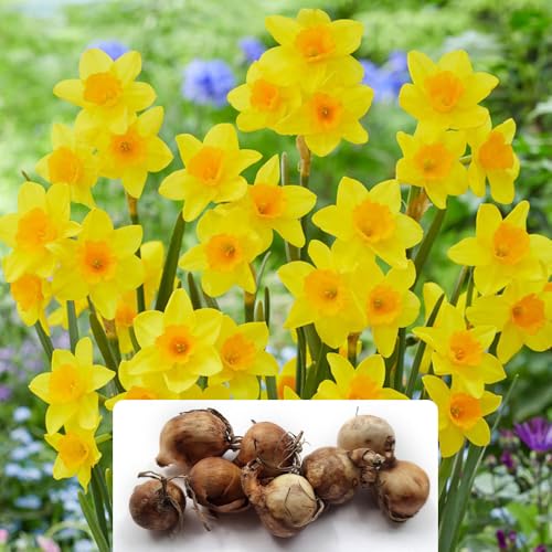 7 Dwarf Daffodil 'Garden Opera' Bulbs - RHS Award Winner - Star-Shaped Flowers for a Stunning Spring Display - Hardy and Easy to Grow Perennial, Ideal for UK Gardens