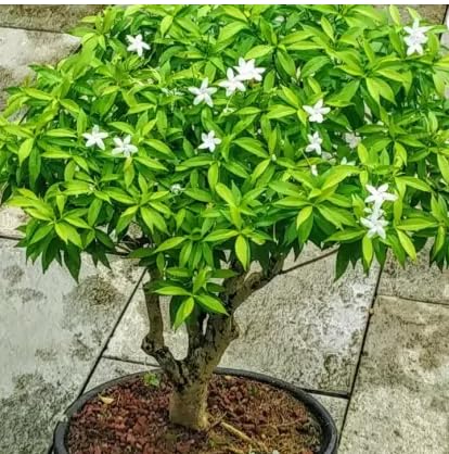 MALLICK GREENARY Japanese Jasmine Bonsai Tree with White Flowers, 25 cm Height