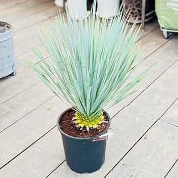幹立 ロストラータ　ユッカ　8号　観葉植物　b 462c31a0af9483929f38dc74cfd63e