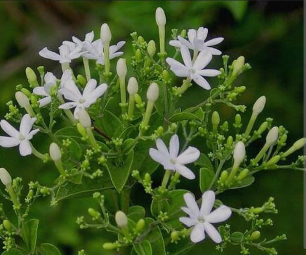 Image of Live Indoor Outdoor Flower Jasmine Plant Juhi Flower Plant Plastic Pot Pack Of 1 (JUHI FLOWER PLANT)
