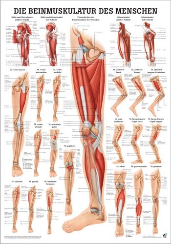 Ruediger Anatomie PO56d Tableau pour muscles des jambes humaines, 50 cm x 70 cm, papier
