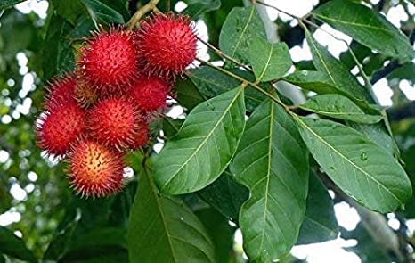 Rambutan Tree - Plant
