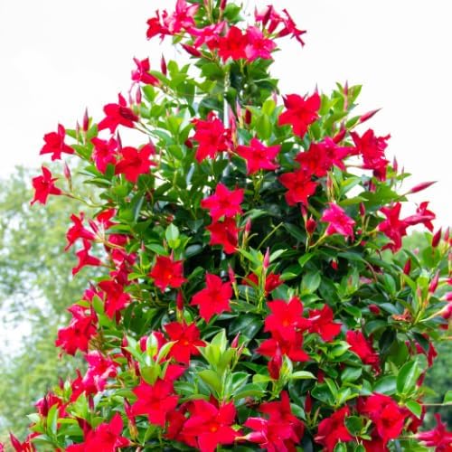 Juego de 2 plantas vivas de mandevilla roja, plantas de mandevilla de 5 a 9 pulgadas de alto en maceta, flores perennes bien enraizadas, plantas