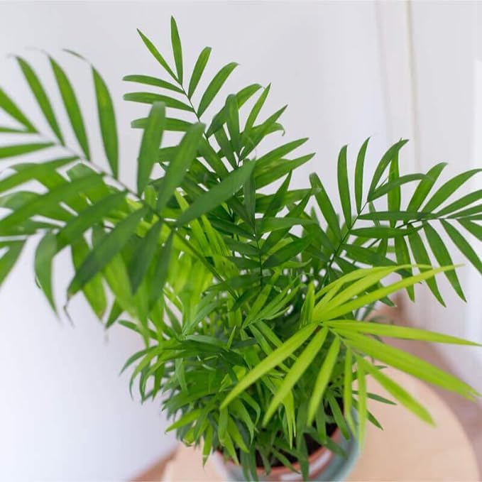 Greenursery Parlor Palm Live Plant Air Purifying Chamaedorea Elegans Parlour Neanthe Bella Tree Indoor with Pot (Palm Varieties Plant, Parlour Palm) (B0CRH86W1V) Amazon Price History, Amazon Price Tracker