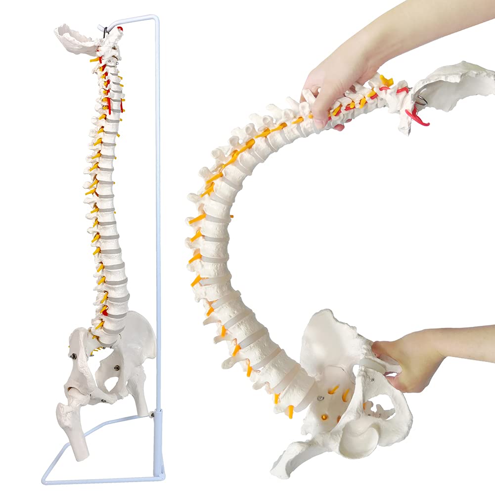 Chiropractic Spine Model
