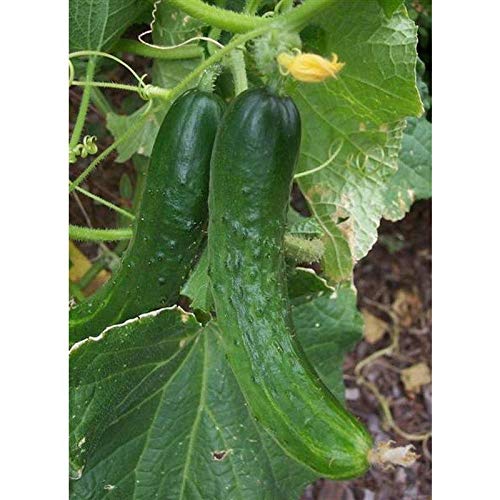 20 Seed Pack Japanese Long Burpless Cucumber Seeds Patio, Lawn & Garden