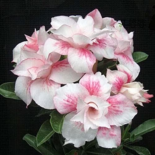 Aiden Gardens Yellow Color with Pink Stripe Desert Rose adenium Adenium Obesum 1 Healthy Live Seedling Plant (B093F9K1ZM) Amazon Price History, Amazon Price Tracker