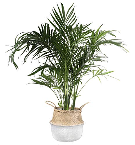 Costa Farms Cat Palm Chamaedorea cataractarum in Seagrass Basket, 3-Foot, Live Indoor Plant