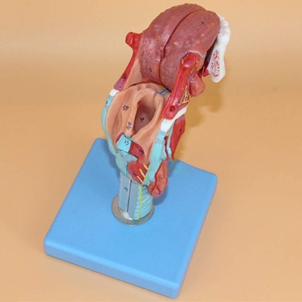 Model ludzkiego gardła, model anatomiczny krtani naturalnej wielkości | Model kości jamy ustnej i mięśni krtani, Model jamy ustnej, krtani i nosogardzieli, do badań medycznych w klasie