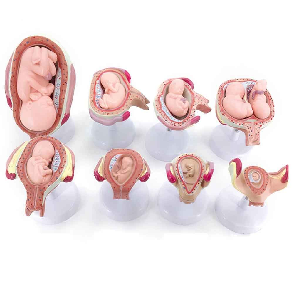 Buy XIEJI Embryonic Development Model Fetal Model Pregnancy Process