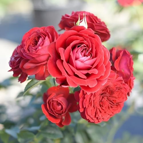 Image of Red Rose Live Flower Plant | 1-2 Ft Healthy Decorative Outdoor & Indoor Garden Plant | Fresh Blooming Rose Sapling for Home Balcony Terrace Gardening | (Without Pot)