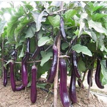 Navya Agriallied Brinjal Purpale Long Vegetable Seeds for Home, Balcony Kitchen Roof Top Garden Pack 150 seeds (B07YJF4YQ8) Amazon Price History, Amazon Price Tracker