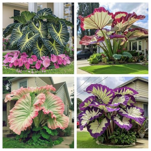 Large-Leaf Elephant Ear, Garden Decorative Planting-b-2 Bulbs