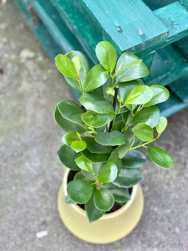 EverSneh ficus Plant | China bot Plant | Bonsai Plants for Home Indoor Live - Ficus Bonsai Tree - Indoor Bonsai Plants for Living Room, Office & Balcony Garden With Black Plastic Pot (B0D9TL367Z) Amazon Price History, Amazon Price Tracker