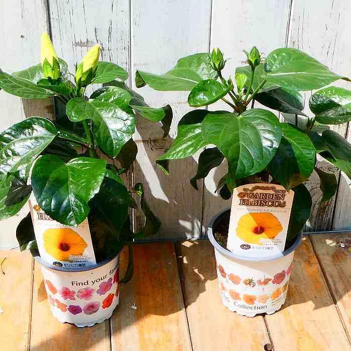 ハイビスカス　苗　大輪　黄色　イエロー　花木　1苗　限定品　観葉植物 ハイビスカス 大輪咲き イエロービーナス 5号鉢 朝風園 : ROSE