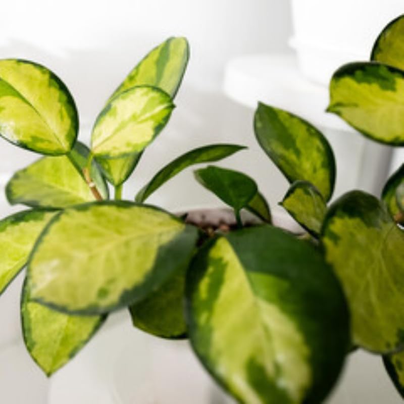 Hoya Plants Live Houseplants, Hoya Australis in 4 Inch Pot, Potted Wax Plant Vine, Fragrant Indoor Ivy for Home and Office Décor