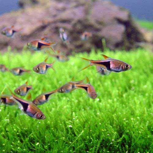 （熱帯魚）ラスボラ・ヘテロモルファ（１２匹） 北海道・九州航空便要保温