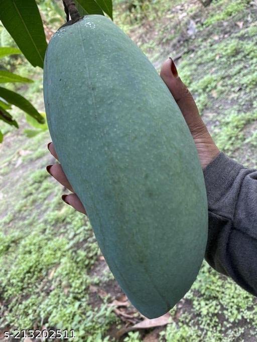 Sarika Nursery Brunei King 4Kg All Time Mango Plant| All Season Mango Plant (B0BZ5BVDLJ) Amazon Price History, Amazon Price Tracker