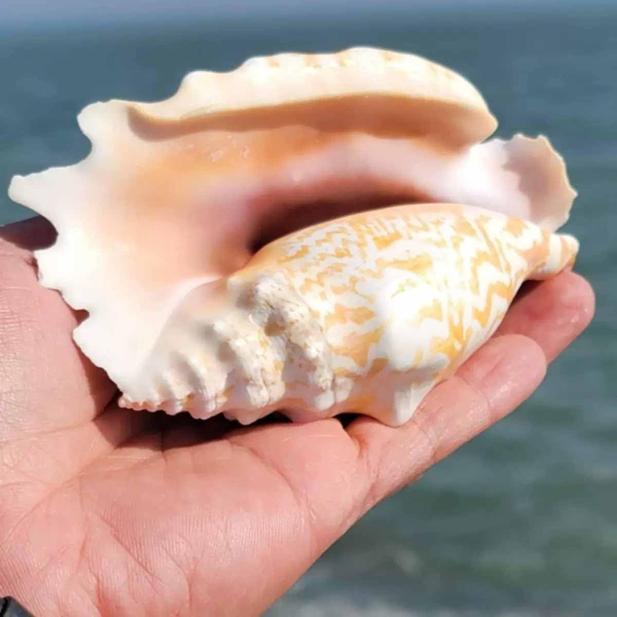 Coquillage, Conque, Bouche Violette, Hirondelle, Escargot(7~9cm)