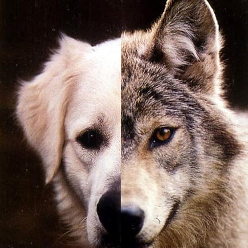 Page de couverture de Dogs: Survival of the friendliest!