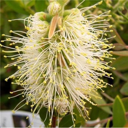 Cross Common Nursery Callistemon citrinus 'White Anzac'