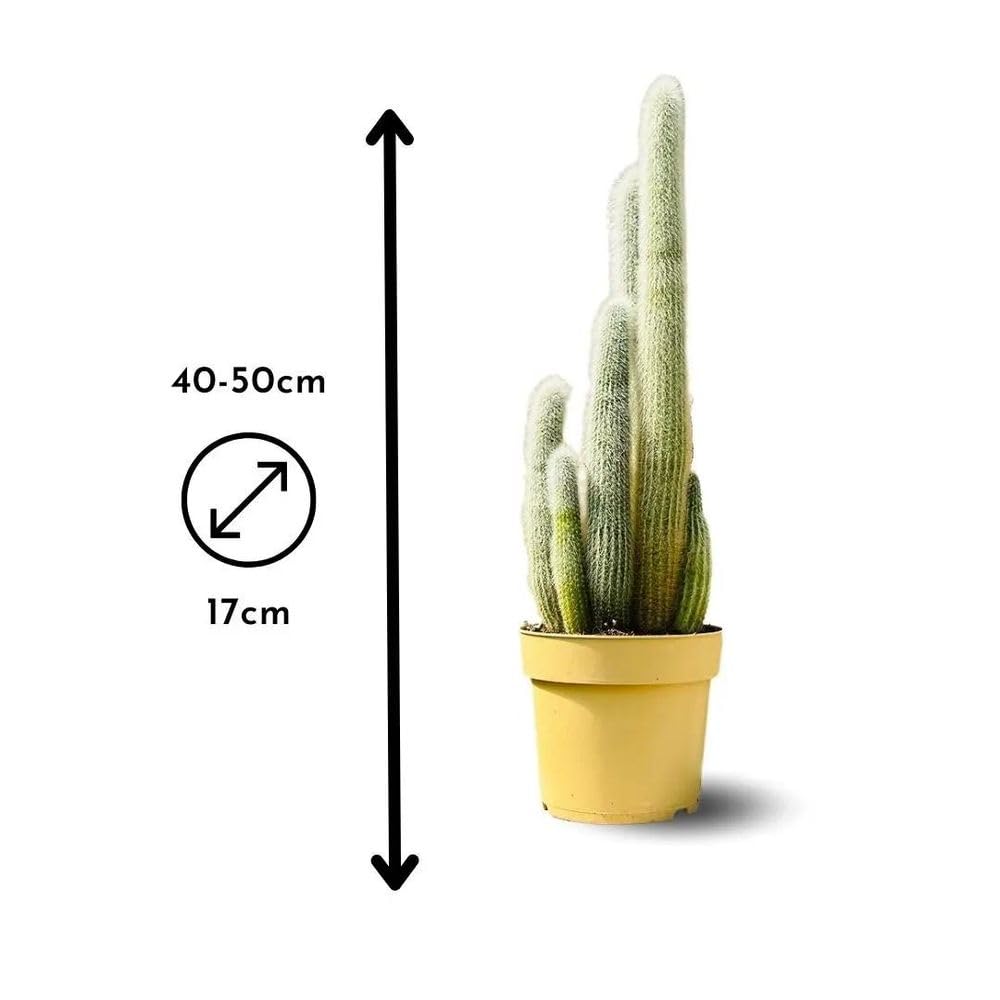 Attitude Jardin Kaktus, Kaktus, 40-50 cm, ⌀ 17 cm, Kakteen und Sukkulenten