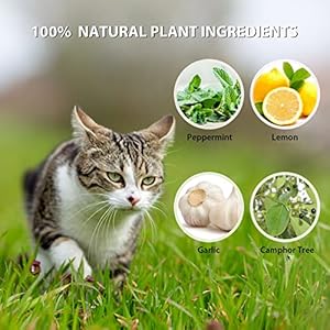 Cat-Repellent-Outdoor-12-Pack-Peppermint-Oil-Cat-Deterrent-Indoor-for-Home-to-Protect-Furniture-Curtain-Pet-Family-Safe-Dog-Repellent-to-Keep-Feral-Cats-Stray-Dogs-Out-of-Yard-Garden-Lawn - Cucciolini Doodles Cat-Repellent-Outdoor-12-Pack-Peppermint-Oil-Cat-Deterrent-Indoor-for-Home-to-Protect-Furniture-Curtain-Pet-Family-Safe-Dog-Repellent-to-Keep-Feral-Cats-Stray-Dogs-Out-of-Yard-Garden-Lawn