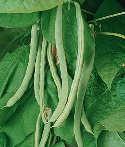 Kentucky Wonder Blue Pole Bean. AAS Award-Winner ! (4 Lbs)