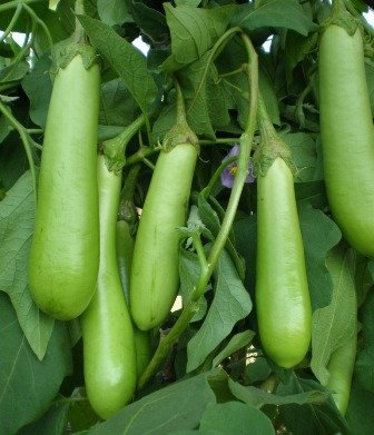 OMAXE BRINJAL Green Long Hybrid Variety !!Sold by RAUNAK SEEDS, Delhi !! !!AVG 30-50 Seeds X 2 Packs!! (B01IZRSD7G) Amazon Price History, Amazon Price Tracker
