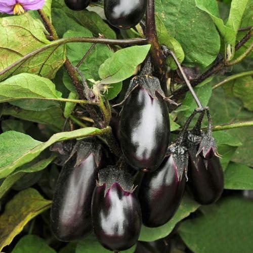 Garden® Imported Black Small Baingan/Brinjal/Eggplant Vegetables Seeds For Kitchen Gardening (Pack Of 100 Seeds)