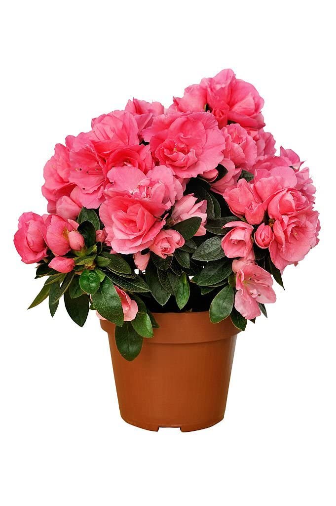 ONLINE PLANT BAZAR AZALEA FLOWER LIVE PLANT(PACK OF-1)-B5