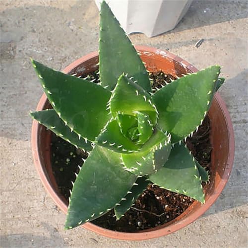 20 pezzi di semi di aloe vera eccellenti piante d'appartamento piante grasse da giardino piante rare semi da giardinaggio per piantare ora