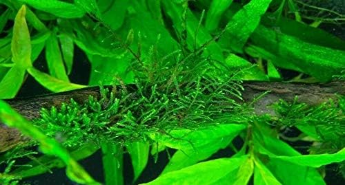 TruBlu Supply Live Aquarium Aquatic Plants Java Moss Planted Tank Fish B2G1