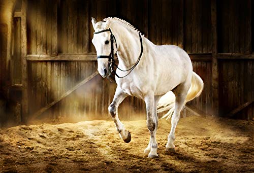 Baocicco White Horse Stable Backdrop 10x8ft Photography Background Farm Barn Sunshine Backdrop Manege Background Pasture Herdsman Make Dressage Piaf Children Adult Portraits