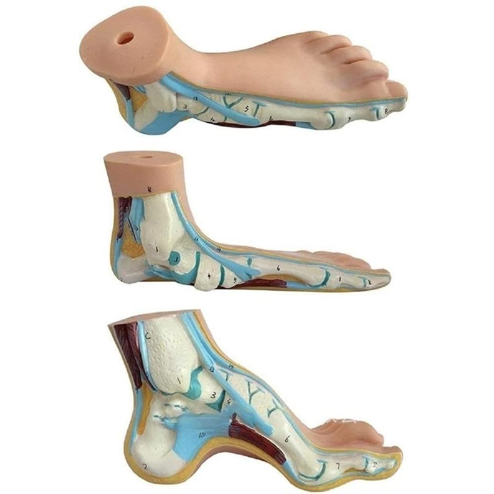 Lot de 3 pieds humains normaux arqués - Modèle anatomique coloré - En PVC