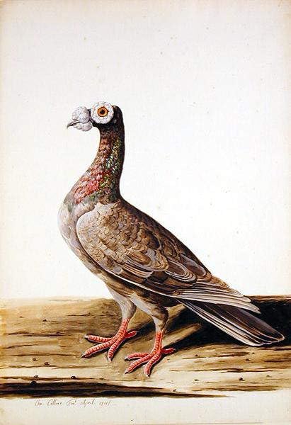 Tableau une poule Woodgrouse art mural pour valoriser un mur vide