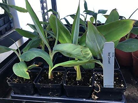 MVKR Live Blue Java Icecream Banana Fruit Plant I With Growbag (B09SX7KWYP) Amazon Price History, Amazon Price Tracker
