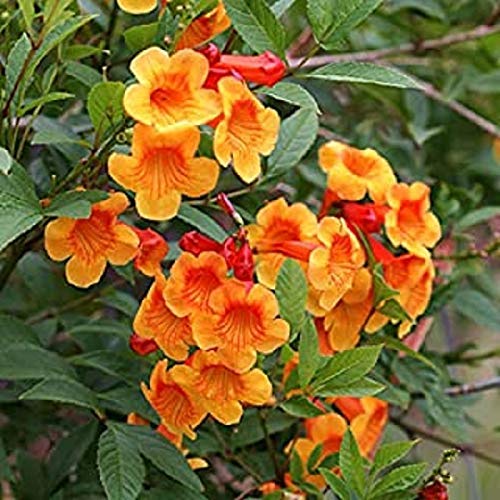Tecoma BELOrange Live Plant Cape honeysuckle,Yellow Flower Live Plant Free Vermi Compost Fertilizer with Pot (B08BYKTNM3) Amazon Price History, Amazon Price Tracker