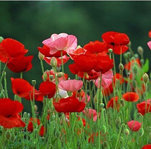 Golden Hills Farm® (AVG 200-5000) seeds Poppy Plant Seeds Hybrid Planting Seeds (B093QG8LSR) Amazon Price History, Amazon Price Tracker