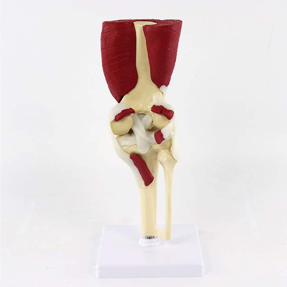 Genou Musculaire Modèle Anatomique Anatomie Humaine Fournitures médicale matériel pédagogique os Subventions