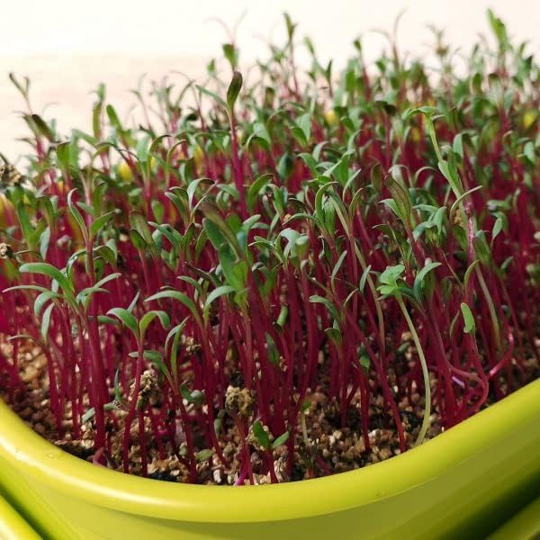 Image of Beetroot (Chukandar) Vegetable Seeds - Pack of 100 High-Germination Seeds for Vibrant, Nutrient-Rich Beets - Ideal for Home Gardens and Vegetable Plots