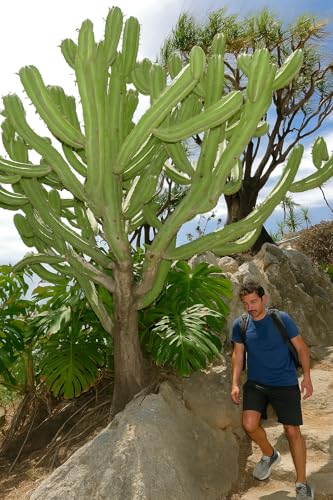 Blue Myrtle Cactus (Myrtillocactus geometrizans) - Extra Large - Live