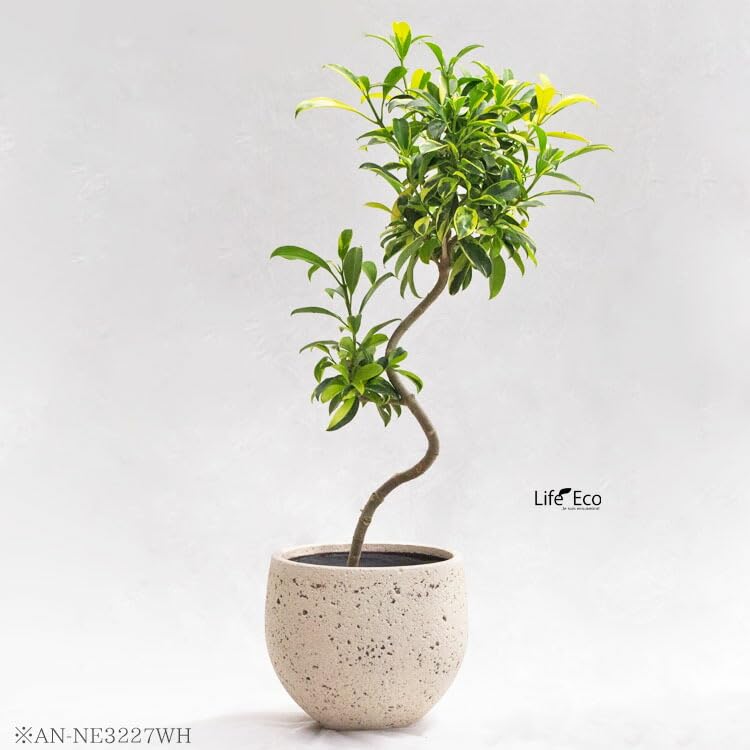 Amazon | 植木鉢 大型 ファイバーセメント製 ノード エッグ ホワイト
