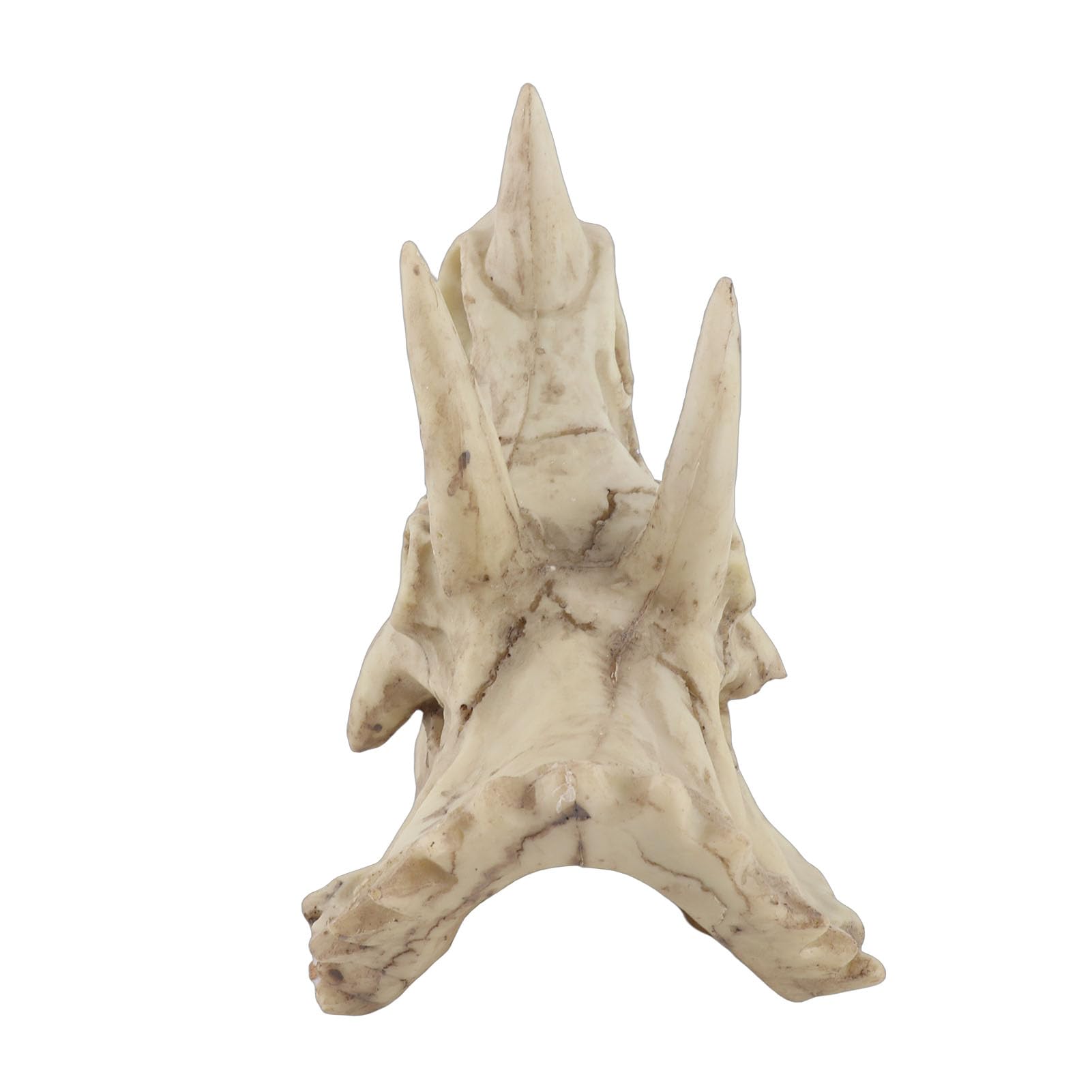 Jelquix Resin Dinosaur Triceratops Skull Model Lifelike Decoration for Home Office Desktop Display Inspirational Craft Enthusiasts