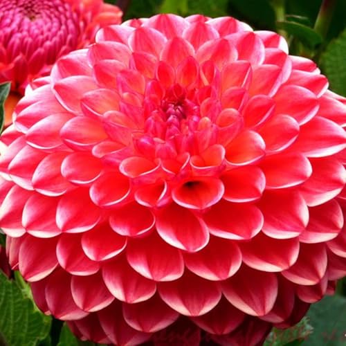 MysteriöSe Magische GlüHbirne, Winterhart Zwiebeln, Pompon Dahlie, Einfach Zu ZüChten, Dahlien Knollen MehrjäHrig, Seltene Pflanze, Dahlien Zwiebeln, 2zwiebeln-B