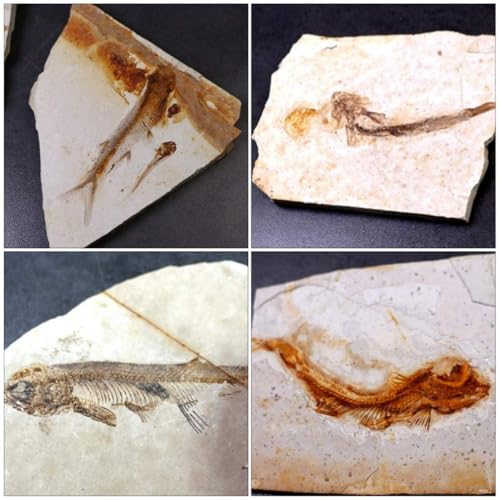 image for zonzxcv Real Fish Fossil Comes from The Western Liaoning China for Bas