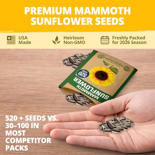 Image of HOME GROWN Sunflower Seeds to Plant | 520+ Giant Mammoth Sunflower Seeds for Planting Bulk Packet | Heirloom, High Germination, Easy to Grow Jumbo Sun Flower for Home Garden(Helianthus annuus)