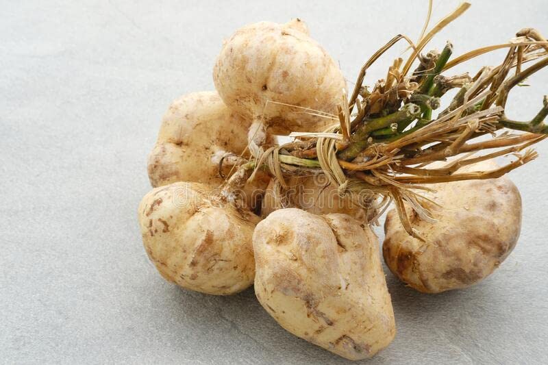 See full amazon price history chart for Jicama seeds (45 seeds) Jicama seeds (45 seeds) (B0BZMLR8YJ) Amazon Price History, Amazon Price Tracker